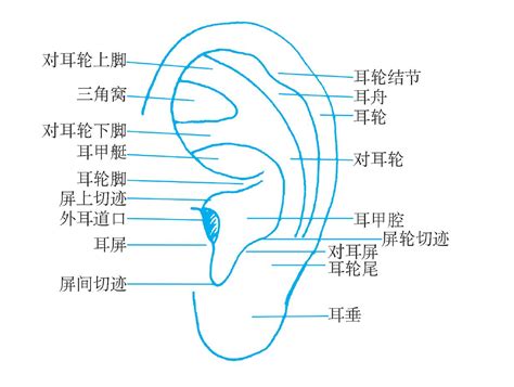 耳廓 意思|耳廓是什么意思